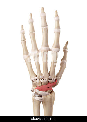 medizinische genaue Abbildung der dorsalen intercarpal Bänder Stockfoto