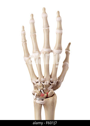 medizinische genaue Abbildung der Membrana intercarpal Bänder Stockfoto