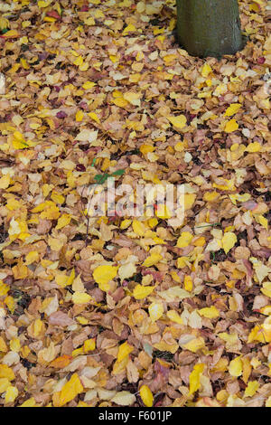 Acer Crataegifolium 'Veitchii'. Weißdorn-Ahorn Blätter im Herbst Stockfoto