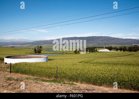 Pflanzen wachsen auf einem Bauernhof in Wheatland Region in der Nähe von Caledon Western Cape Südafrika Stockfoto