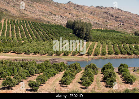 Zitrusfrüchte wachsen in den Ausläufern der Cedarberg Mountains in Südafrika Stockfoto