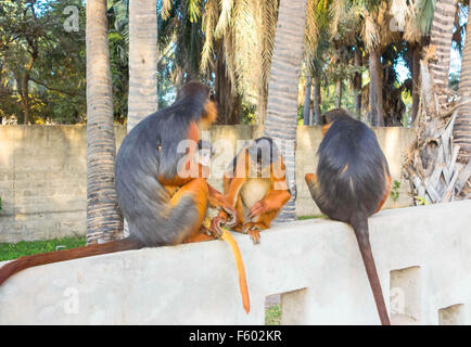 Red Colobus Affen (Procolobus Badius) Kololi Gambia Stockfoto