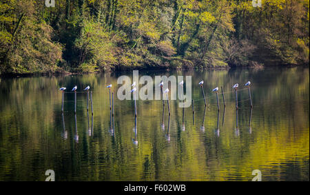 Vögel auf einem Kreis in Fluss Adda, Italien Stockfoto