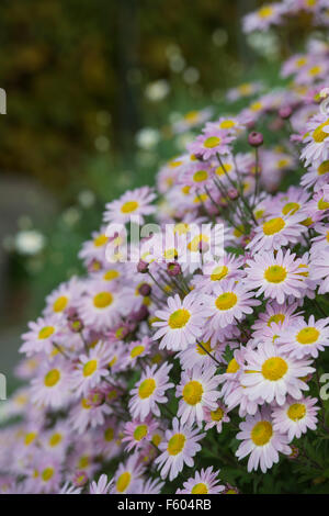 "Unschuld" Chrysanthemen in einem englischen Garten Stockfoto