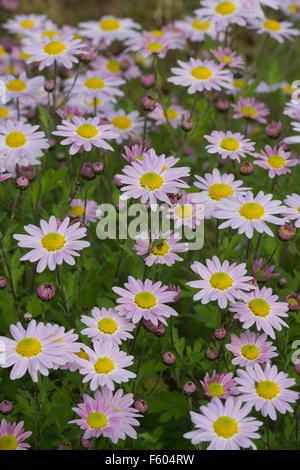 "Unschuld" Chrysanthemen in einem englischen Garten Stockfoto