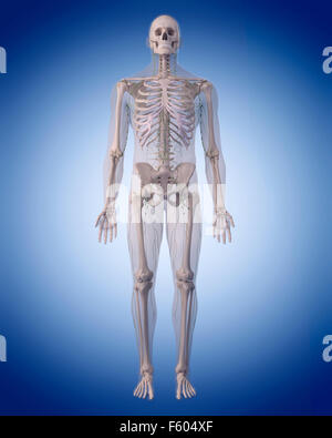 medizinisch genaue Abbildung des lymphatischen Systems Stockfoto