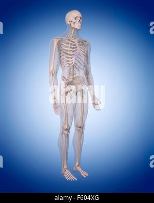 medizinisch genaue Abbildung des lymphatischen Systems Stockfoto