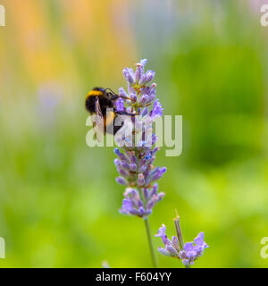 Hummel auf einer Blume sitzt Stockfoto