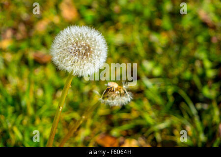 Taraxacum, Löwenzahn Samen Uhr sagen, die Zeit Stockfoto