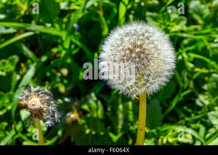 Taraxacum, Löwenzahn Samen Uhr sagen, die Zeit Stockfoto