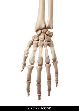 medizinische genaue Abbildung des Hand-bones Stockfoto