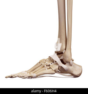 medizinische genaue Abbildung der Fuß Bänder Stockfoto