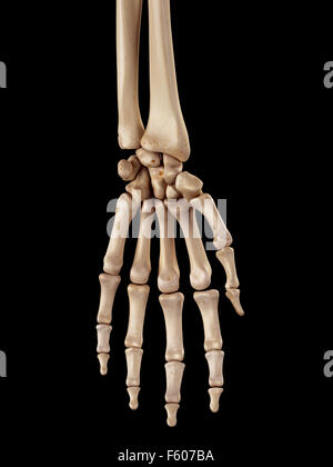 medizinische genaue Abbildung des Hand-bones Stockfoto