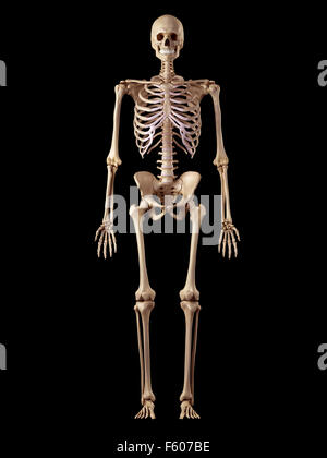 medizinische genaue Abbildung des menschlichen Skeletts Stockfoto