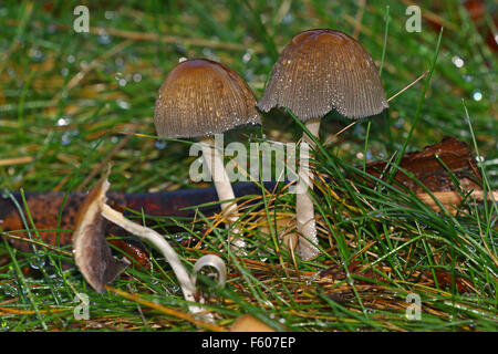 Frische Pilze wachsen in Tau bedeckt Grasgrün Stockfoto