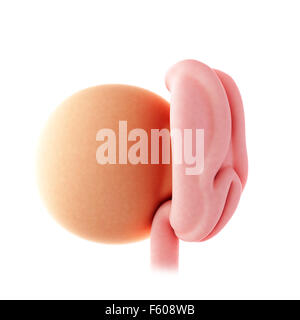 medizinische genaue Abbildung der Embryo - Woche 4 Stockfoto