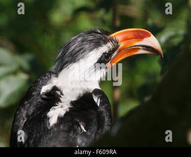 Männliche afrikanische Von der Decken-Toko (Tockus Deckeni) Stockfoto