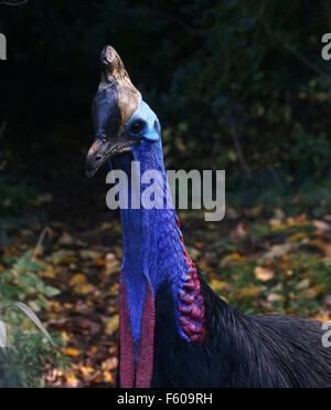 Australischen Southern Helmkasuar (Casuarius Casuarius) double aka wattled oder zwei wattled Kasuar, Nahaufnahme des Kopfes und Kehllappen Stockfoto