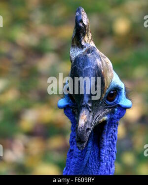 Australischen Southern Helmkasuar (Casuarius Casuarius) Flecht-aka doppelte Kasuar oder zwei wattled Kasuar, Blick in die Kamera Stockfoto