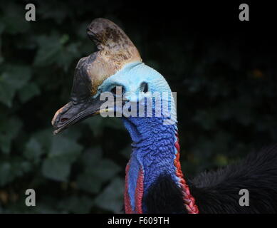 Kopf und Oberkörper von einer australischen Southern Helmkasuar (Casuarius Casuarius) Flecht-aka doppelte Kasuar, im Profil gesehen Stockfoto