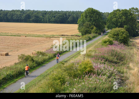 Radfahrer auf einer Landstrasse umgeben von Blumenwiesen und Feldern bei der Ernte im Spätsommer, in der Nähe von Escrick, Yorkshire, England Stockfoto