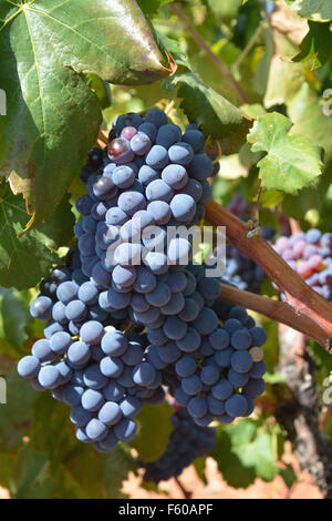 Haufen von Trauben reifen am Rebstock, Spanien. Stockfoto