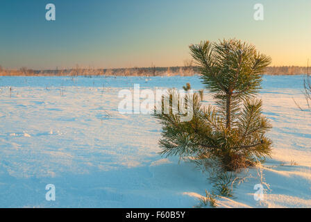 einsame kleine Kiefer in einem schneebedeckten Feld an einem sonnigen Tag Stockfoto
