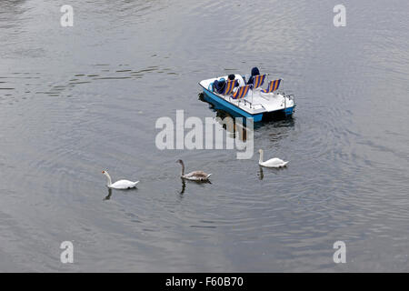 Pedal Boot und Schwäne, Moldau, Prag, Tschechische Republik Stockfoto