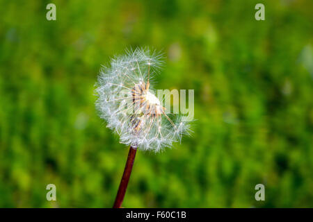 Taraxacum, Löwenzahn Samen Uhr sagen, die Zeit Stockfoto