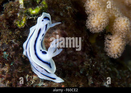 Loch chromodoris Stockfoto