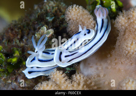 Loch chromodoris Stockfoto