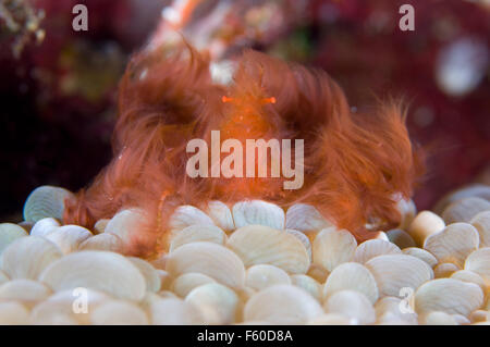 Orang Utan Krabbe Stockfoto