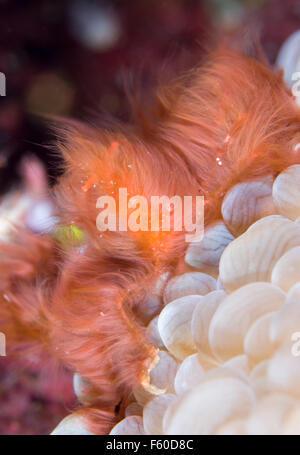 Orang Utan Krabbe Stockfoto