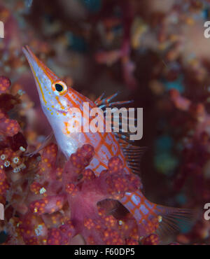 Longnose hawkfish Stockfoto