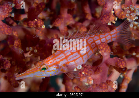 Longnose hawkfish Stockfoto