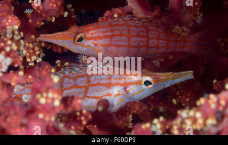 Longnose hawkfish Stockfoto