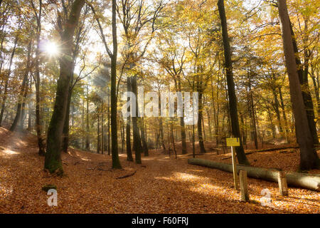 Der Hoge Veluwe in den Niederlanden im Herbst Wald Stockfoto