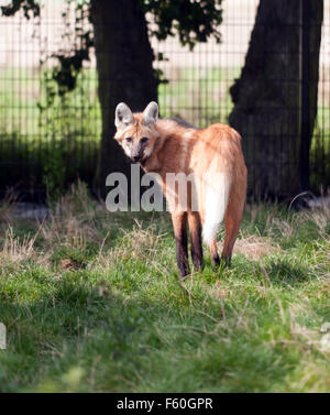 Der Mähnenwolf (Chrysocyon Brachyurus), in seinem Gehege auf seltene Species Conservation Centre, Sandwich, Kent. Stockfoto