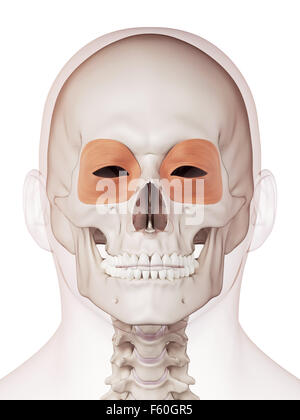 medizinisch genaue Muskel Außenillustration Orbicularis oculi Stockfoto