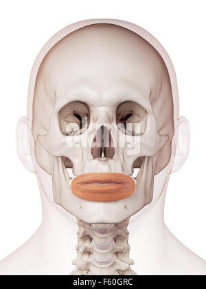 medizinisch genaue Muskel Außenillustration Orbicularis oris Stockfoto