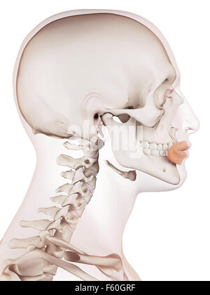 medizinisch genaue Muskel Außenillustration Orbicularis oris Stockfoto