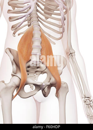 medizinisch genaue Muskel Illustration der großen psoas Stockfoto