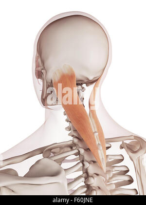 medizinisch genaue Muskel Außenillustration Splenius capitis Stockfoto