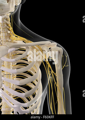 medizinisch genaue Abbildung der Schulter Nerven Stockfoto