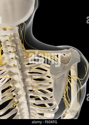 medizinisch genaue Abbildung der Schulter Nerven Stockfoto
