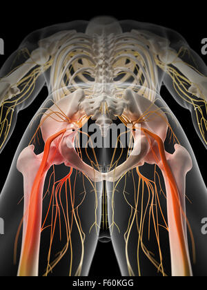 medizinisch genaue Abbildung - schmerzhafte Ischiasnerv Stockfoto
