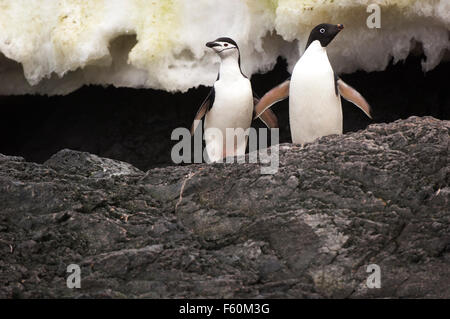 Zwei Arten der Interaktion Pinguin Stockfoto