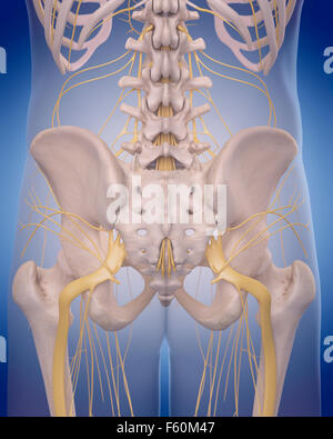 medizinisch genaue Abbildung - Ischiasnerv Stockfoto