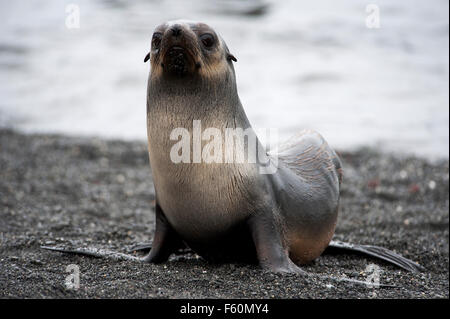 Antarktische Seebär Stockfoto