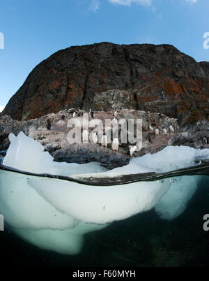 Gentoo Penguin Stockfoto